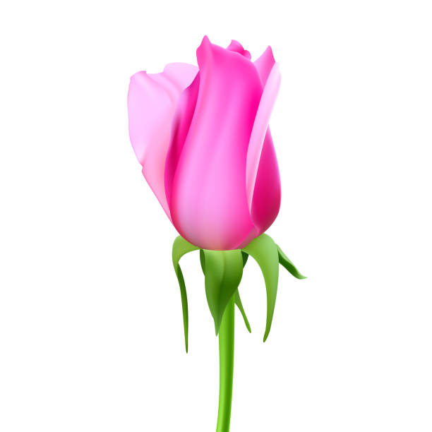 istock Realistic rose Bud with stem and leaves. Closeup, isolated on a white background the flower Bud of the rose. The symbol of romance and love, a template for a greeting card, 3D illustration 834182632