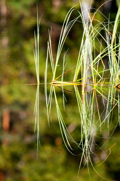 istock Abstract forms of plants on the shore of a forest lake 834186416