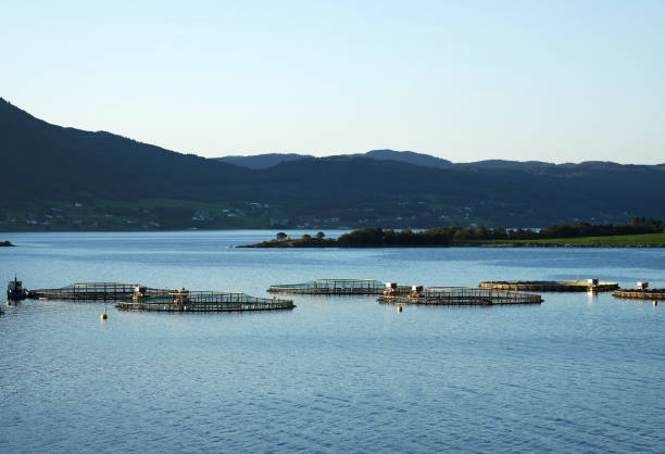 istock Fish Farming in Norway 834186728