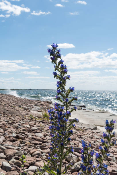 istock Blueweed summer flowers 834195234