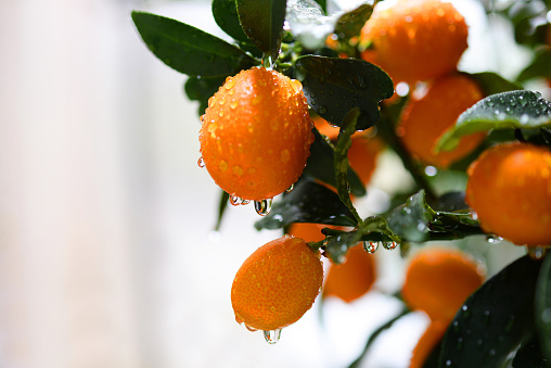 drops of water on orange fruits kumquat