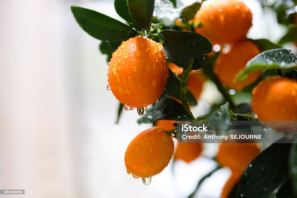 Raindrops on orange drops of water on orange fruits kumquat Rain Stock Photo