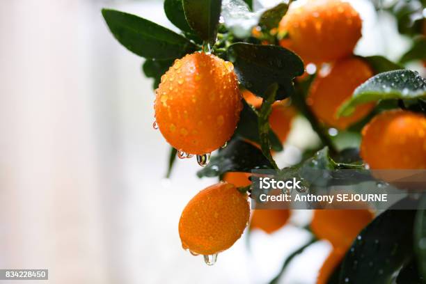 Raindrops On Orange Stock Photo - Download Image Now - Rain, Drop, France