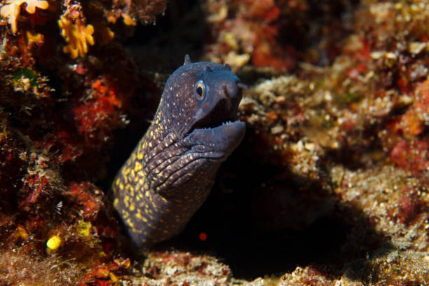 Moray Underwater scene Sea life