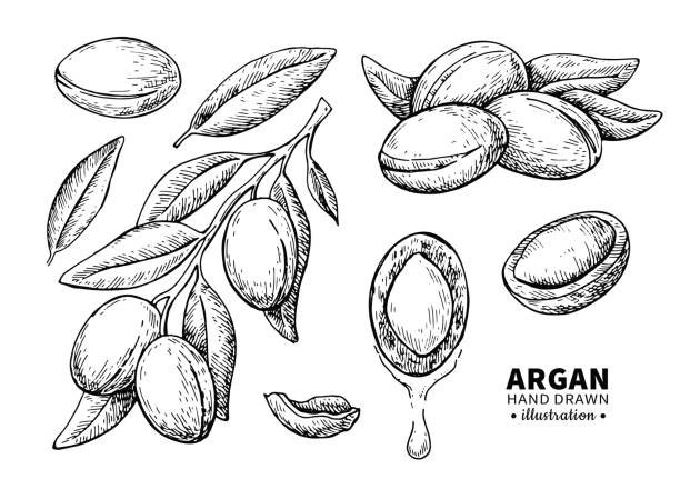 Argan vector drawing. Isolated vintage illustration of nut. Org Argan vector drawing. Isolated vintage illustration of nut. Organic essential oil engraved style sketch. Beauty and spa, cosmetic ingredient. Great for label, poster, flyer, packaging design. hair posters for salon stock illustrations