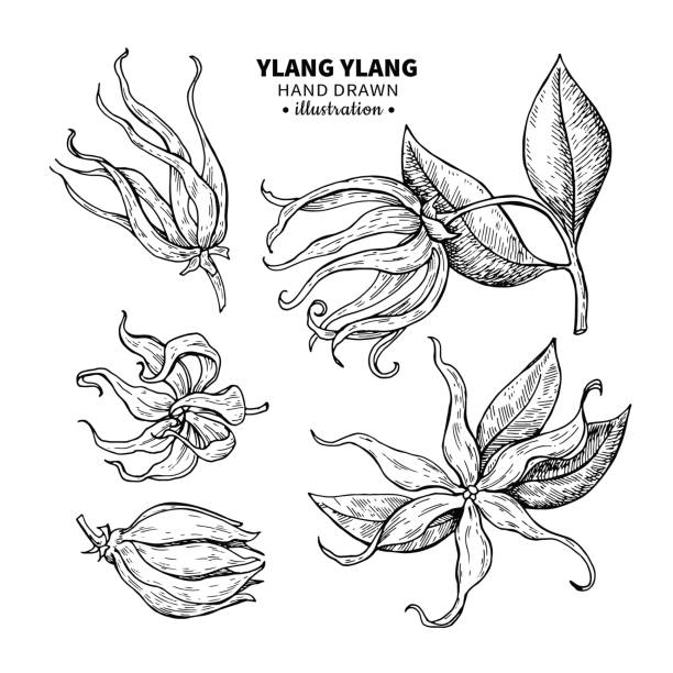 Ylang ylang vector drawing. Isolated vintage  illustration of me Ylang ylang vector drawing set. Isolated vintage  illustration of medical flower. Organic essential oil engraved style sketch. Beauty and spa, cosmetic ingredient. Great for label, poster, flyer, packaging design. ylang ylang stock illustrations