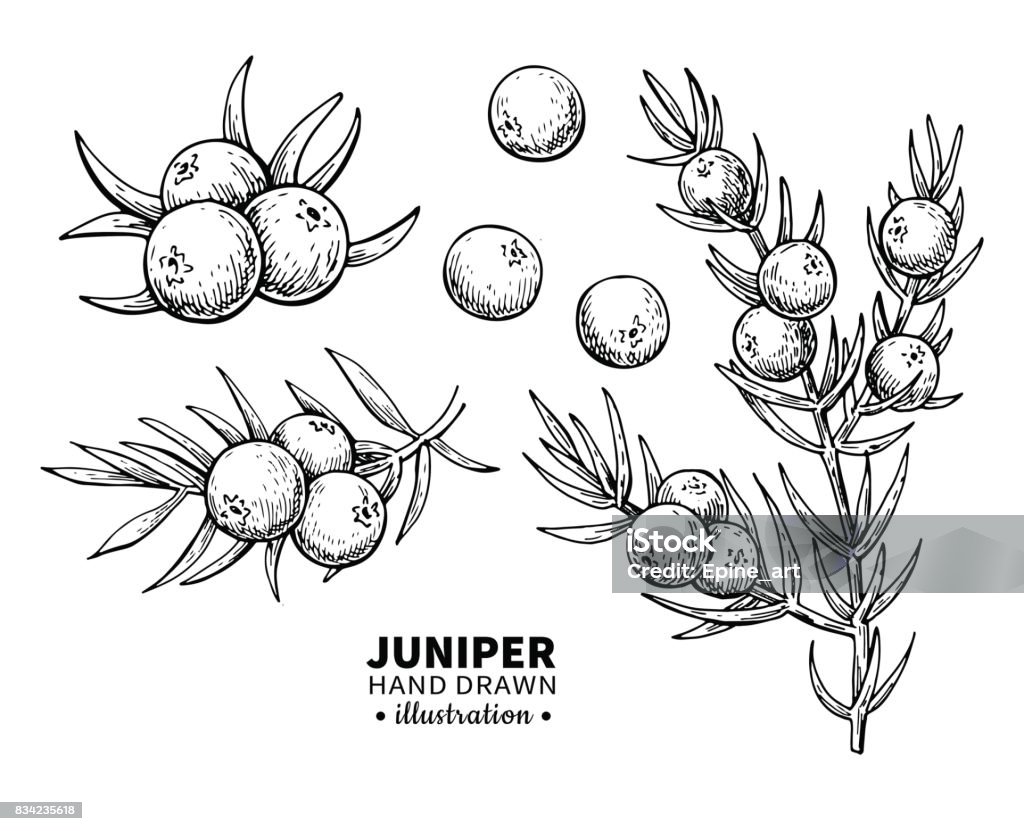Juniper vector drawing. Isolated vintage illustration of berry on branch. Organic essential oil engraved style sketch. Juniper vector drawing. Isolated vintage  illustration of berry on branch. Organic essential oil engraved style sketch. Beauty and spa, cosmetic ingredient. Great for label, poster, flyer, packaging design. Juniper Tree stock vector