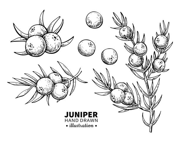 Juniper vector drawing. Isolated vintage illustration of berry on branch. Organic essential oil engraved style sketch. Juniper vector drawing. Isolated vintage  illustration of berry on branch. Organic essential oil engraved style sketch. Beauty and spa, cosmetic ingredient. Great for label, poster, flyer, packaging design. gin stock illustrations