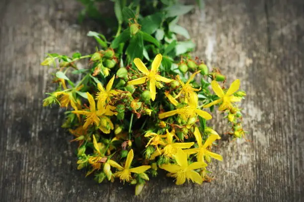 Saint-John's-wort flowers on a old wooden background .