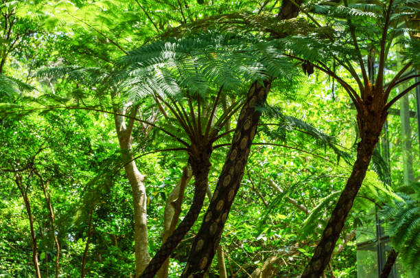istock Tropical fern plant 834256480