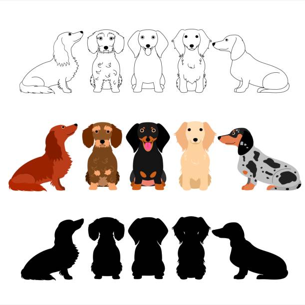 ilustrações de stock, clip art, desenhos animados e ícones de set of dachshund group - side view dog dachshund animal