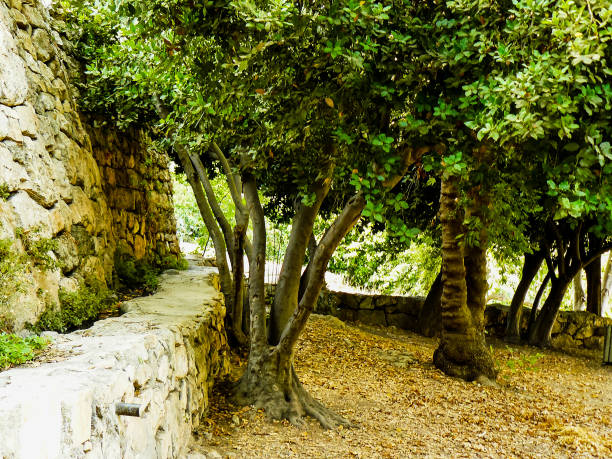 Nature and plants around the countryside of Jerusalem part of The National Trek