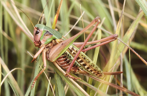 Tettigoniidae. Its English and scientific names derive from the age-old practice of using the cricket to bite warts from the skin.\n\n\n\n\n\n\n\n\n\n\n\n