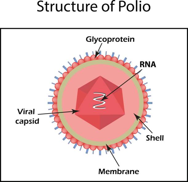 소아마비 바이러스의 구조입니다. 엔테로바이러스입니다. 인포 그래픽입니다. 격리 된 배경에서 벡터 일러스트 레이 션 - 소아마비 stock illustrations