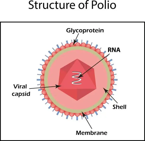 Vector illustration of The structure of the polio virus. Enterovirus. Infographics. Vector illustration on isolated background