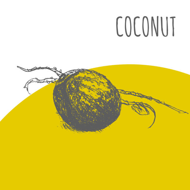 кокосовый орех фрукты вектор ботанический эскиз завода - 5899 stock illustrations