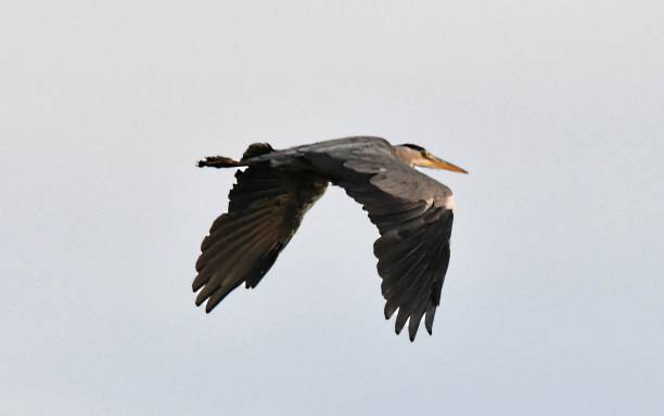 istock close up grey heron in flight flying  at dusk 834291826