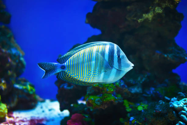 istock Red sea sailfin tang fish simming on stone reef background 834303480