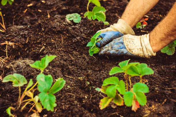istock Planting a seedling in the ground 834308764