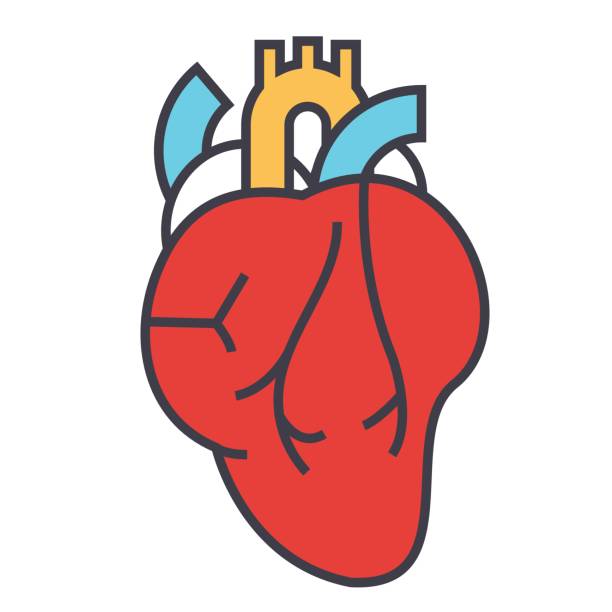 心臓解剖学、心臓病学の概念。行ベクトルのアイコン。編集可能なストローク。白い背景に分離された平面線形図 - pulmonary valve点のイラスト素材／クリップアート素材／マンガ素材／アイコン素材