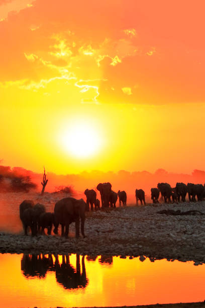 Africa elephants group family drinking safari big5 wildlife sunsets stock photo