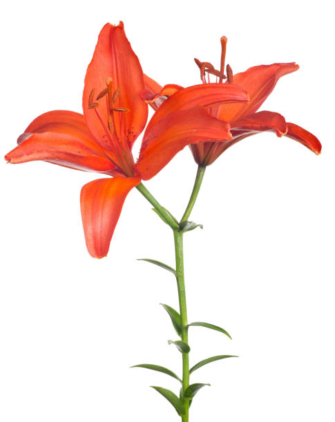 istock bright red lily flower with two blooms 834343446