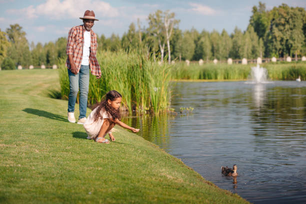 african american granddaughter and her grandfather feeding duck on lake in park african american granddaughter and her grandfather feeding duck on lake in park duck family stock pictures, royalty-free photos & images