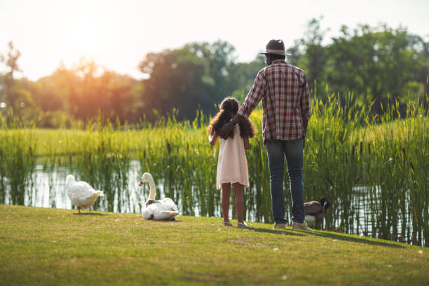 granddaughter and her grandfather standing on pond with birds rear view of african american granddaughter and her grandfather standing on pond with birds goose bird photos stock pictures, royalty-free photos & images