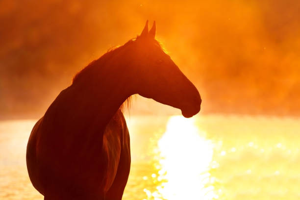 Horse silhouette at sunrise