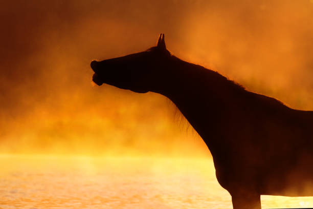istock Horse silhouette at sunrise 834352128