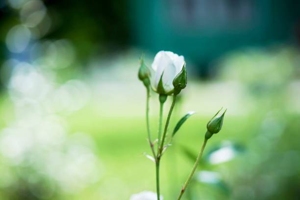 white rose Bud on a background of sunlight closeup