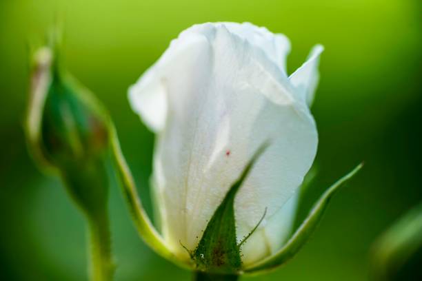 istock the rosebud in the sun closeup 834359990