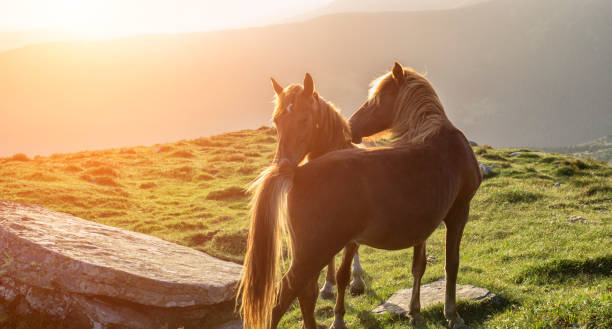 istock Couple of horses 834362158