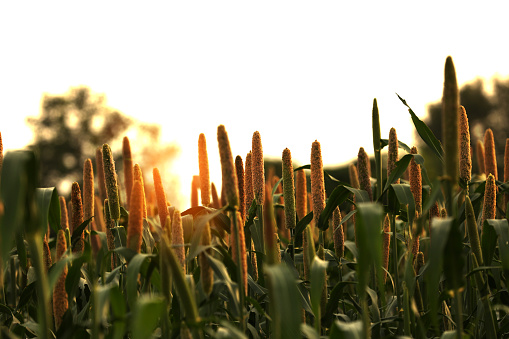 Fresh millet crop during sunset time.