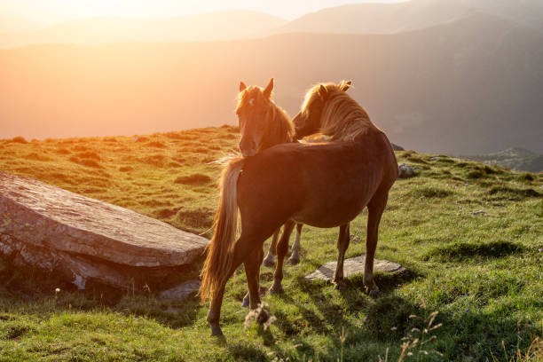 istock Couple of horses 834362804