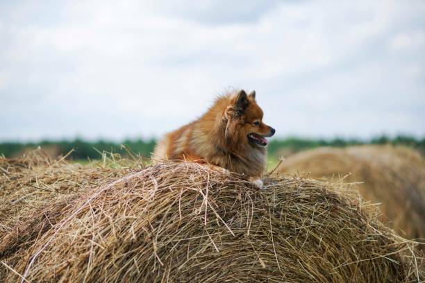 istock the dog in the hayloft 834363110