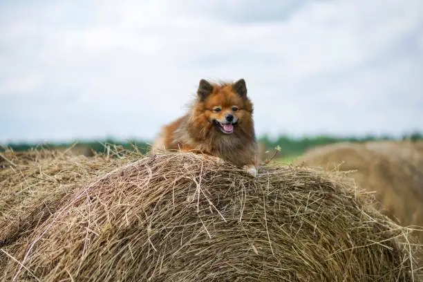 the dog in the hayloft, German Spitz summer day in the field on hay bales resting