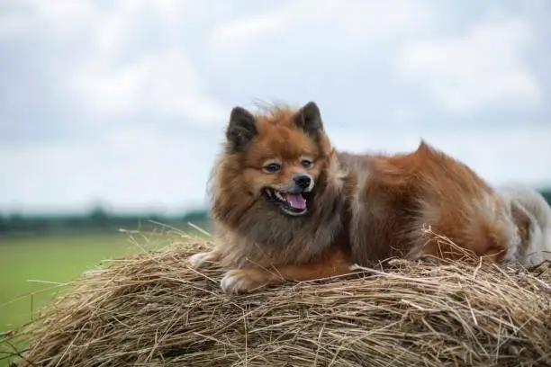 the dog in the hayloft, German Spitz summer day in the field on hay bales resting