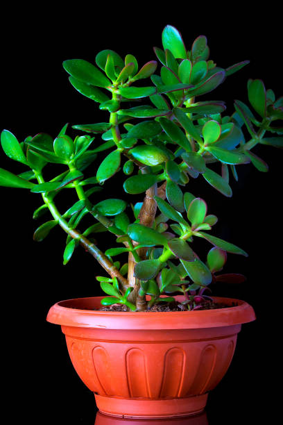 istock Crassula ovata or money tree succulent plant closeup on black background 834364096
