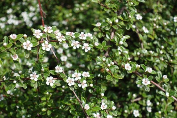 Close up of small white flowers of Cotoneaster horizontalis Close up of small white flowers of Cotoneaster horizontalis cotoneaster horizontalis stock pictures, royalty-free photos & images