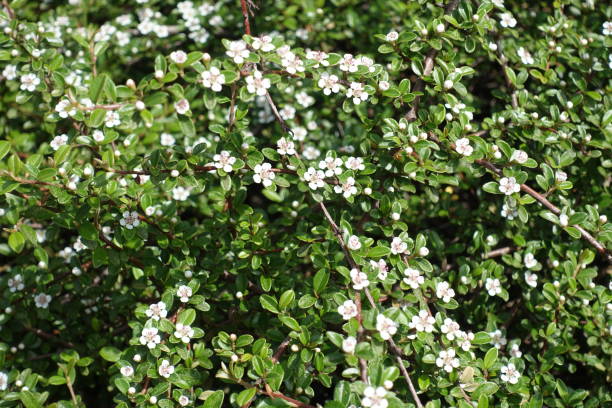 istock Green leaves and white flowers of Cotoneaster horizontalis 834367570