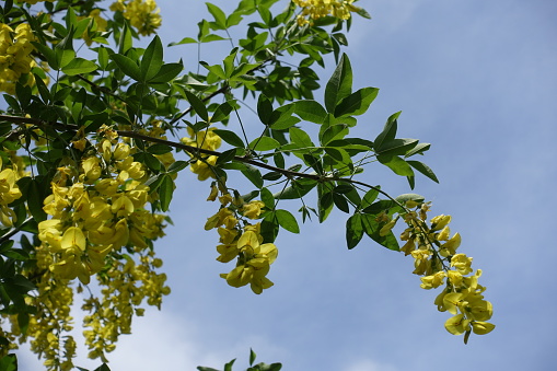 Laburnum anagyroides flowering branch against the sky