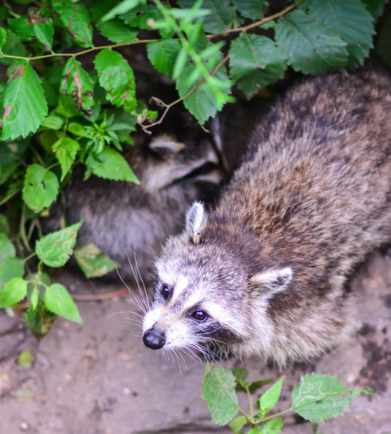 istock Racoon in central park New york 834367936