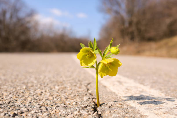 gelbe blume wächst auf crack straße - offen allgemeine beschaffenheit stock-fotos und bilder