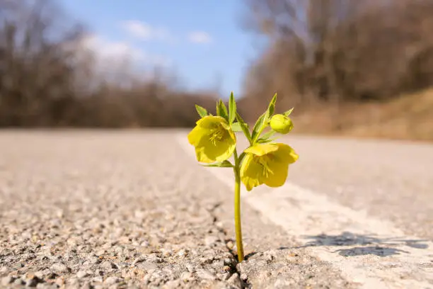 Photo of Yellow flower growing on crack street