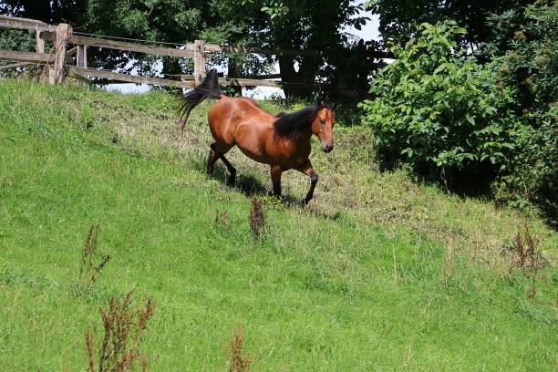 istock active Western horse on the paddock 834390386