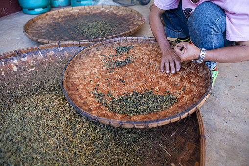 drying green tea in pan processing by hand in motion