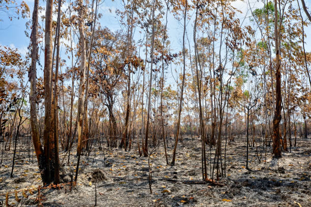 istock Eucalyptus plantaion area after forest fire attack 834393764