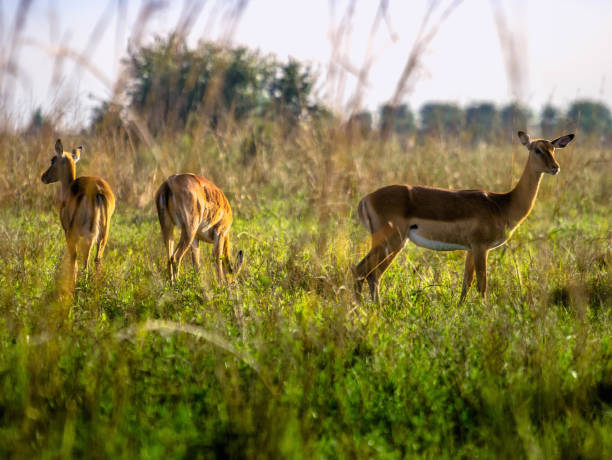 istock Impala antelopes watchfully standing on African savanna, Kenya 834400504