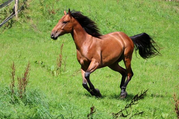 istock active Western horse on the paddock 834404958
